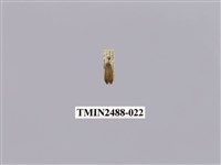 藏品(暗良苔蛾)的圖片